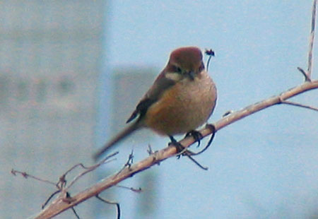 0107-Bull-Headed Shrike-450
