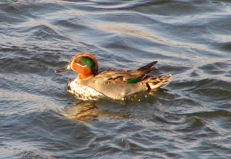 0306-Green-Winged Teal-450-1