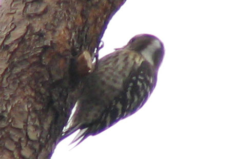 0306-Jpns Pygmy Woodpecker-450