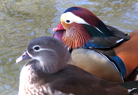 0306-Mandarin Ducks-450