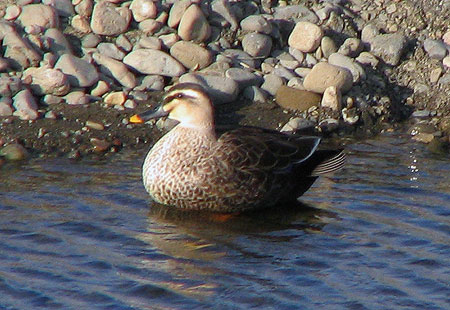 0306-Spot-Billed Duck-450-1