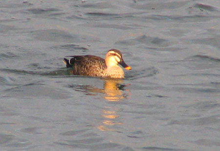 0306-Spot-Billed Duck-450