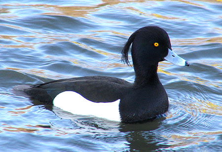 0306-Tufted Duck-450
