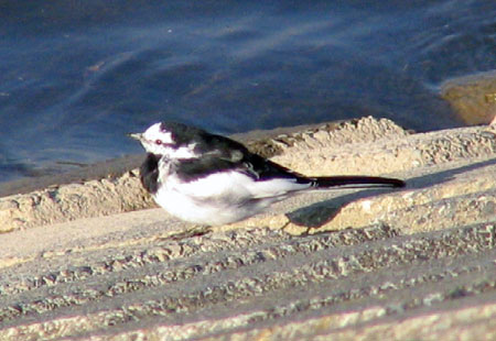 0306-White Wagtail-450-1