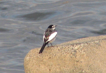 0306-White Wagtail-450