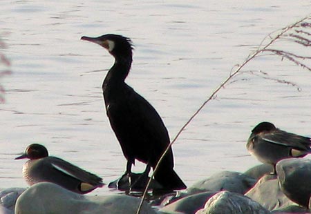 050327-Cormorant-Ducks2