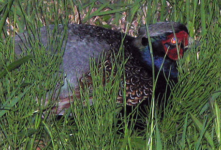 0506-Japanese Pheasant2-450