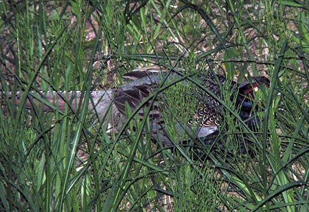 0506-Japanese Pheasant3-450