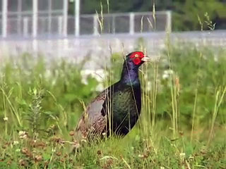 0606-Howardmovieimage