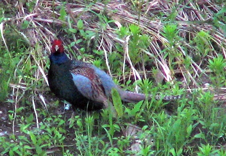 0606-Pheasant623-450