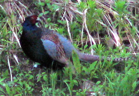 0606-Pheasant623A-450