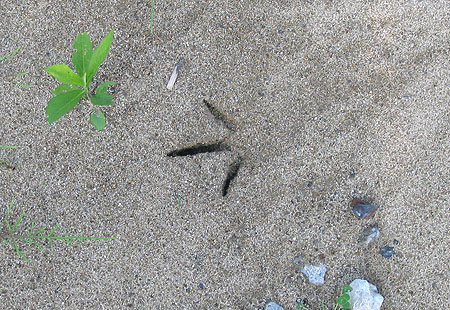 062606-Howard Track-450