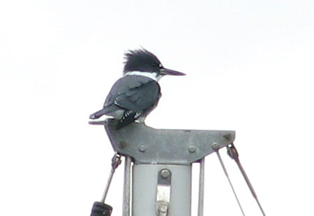 0705-Beltedkingfisher2-450