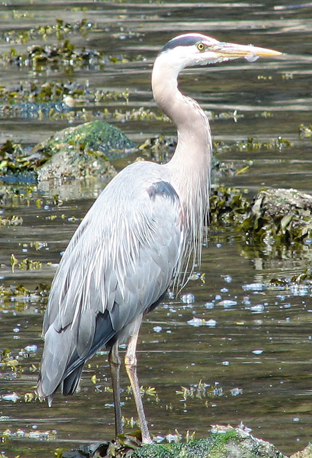 0705-Greatblueheron1-450