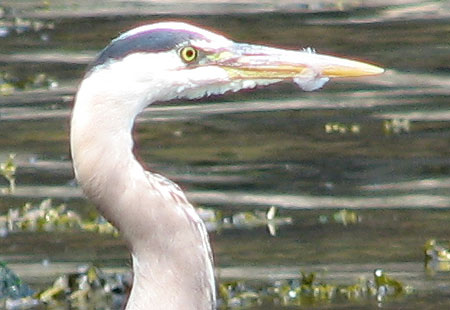 0705-Greatblueheron1A-450