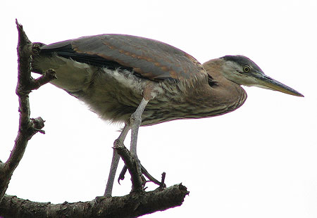 0705-Greatblueheron2-450