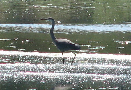0705-Greatblueheron3-450