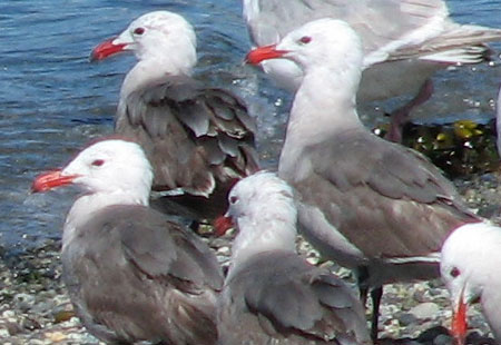 0705-Heermansgulls1-450