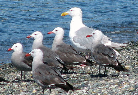 0705-Heermansgulls2-450