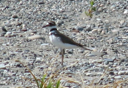 0705-Killdeer1-450