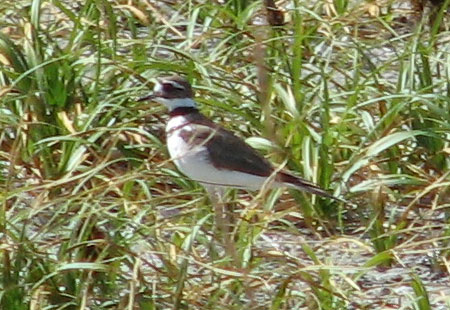 0705-Killdeer2-450