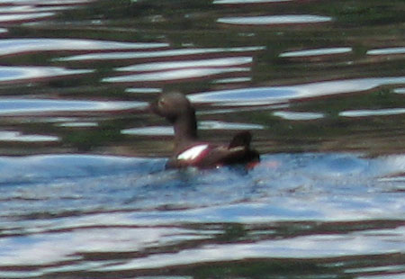 0705-Pigeonguillemot-450