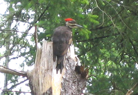 0705-Pileatedwdpecker2-450