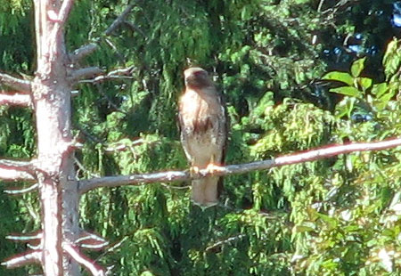 0705-Redtailedhawk1-450