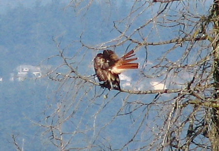 0705-Redtailedhawk2-450