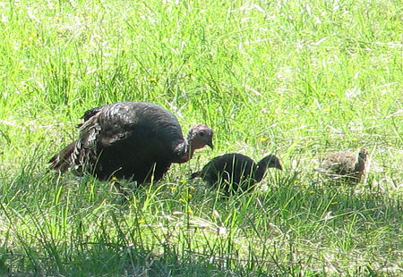 0705-Turkeys1-450