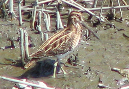 1005-Commonsnipe1-450-1