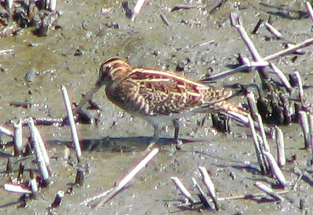 1005-Commonsnipe2-450
