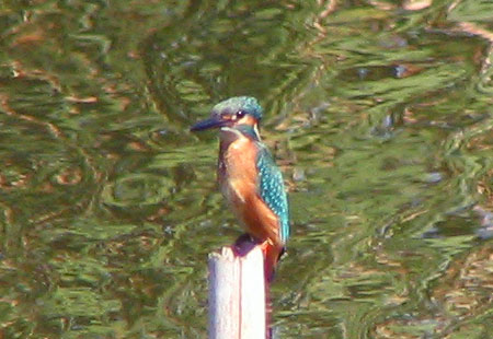 1005-Kingfisher1-450