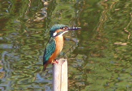 1005-Kingfisher2-450