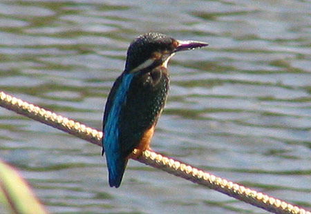 1005-Kingfisher3-450
