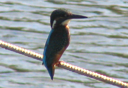 1005-Kingfisher5-450