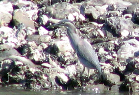 1005-Striatedheron1-450