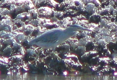 1005-Striatedheron2-450