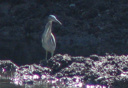 1005-Striatedheron3-450