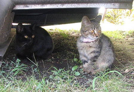 1006-Kittens1-450