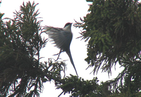 1105-Azure-Winged Magpie-45