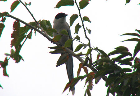 1105-Azure-Winged Magpie2-450