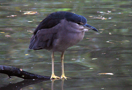 1105-Black-Crowned Night Heron-450