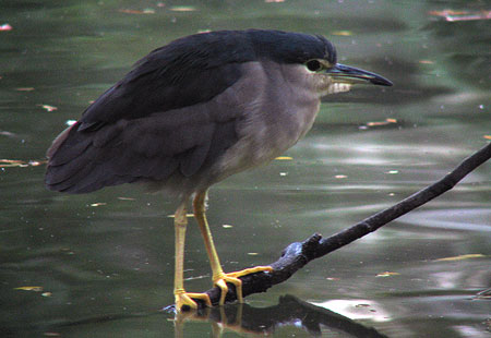1105-Black-Crowned Night Heron2-450