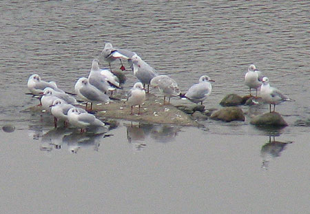 1105-Black-Headed Gulls-450