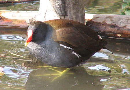 1105-Common Moorhen2-450