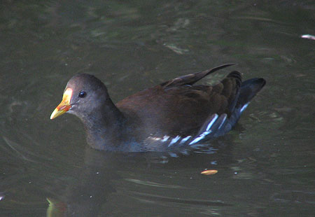 1105-Common Moorhen Imm-450