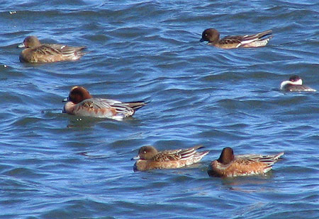1105-Eurasian Wigeons-450