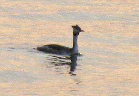 1105-Great-Crested Grebe-450