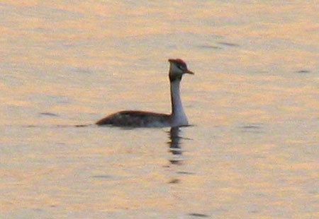 1105-Great-Crested Grebe2-450